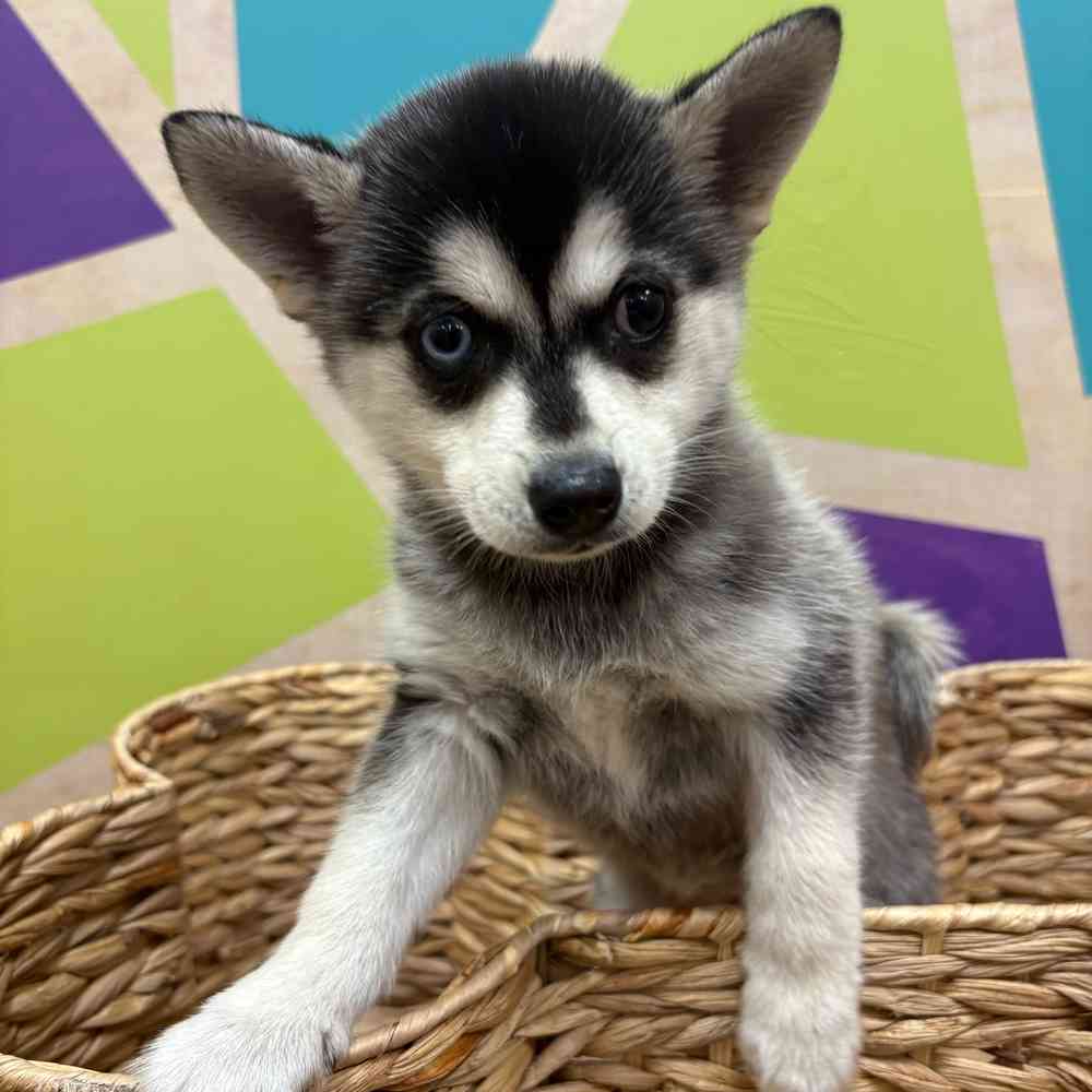 pet breed image