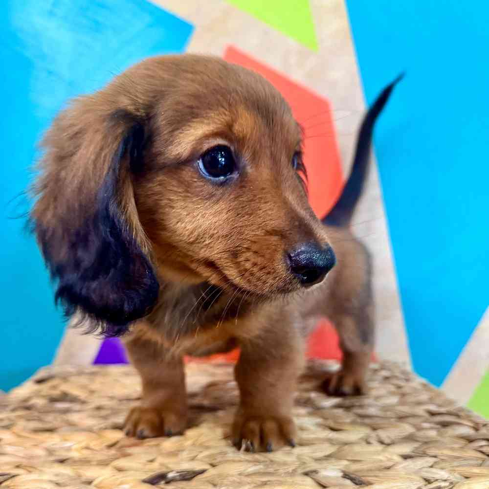 carousel pet images