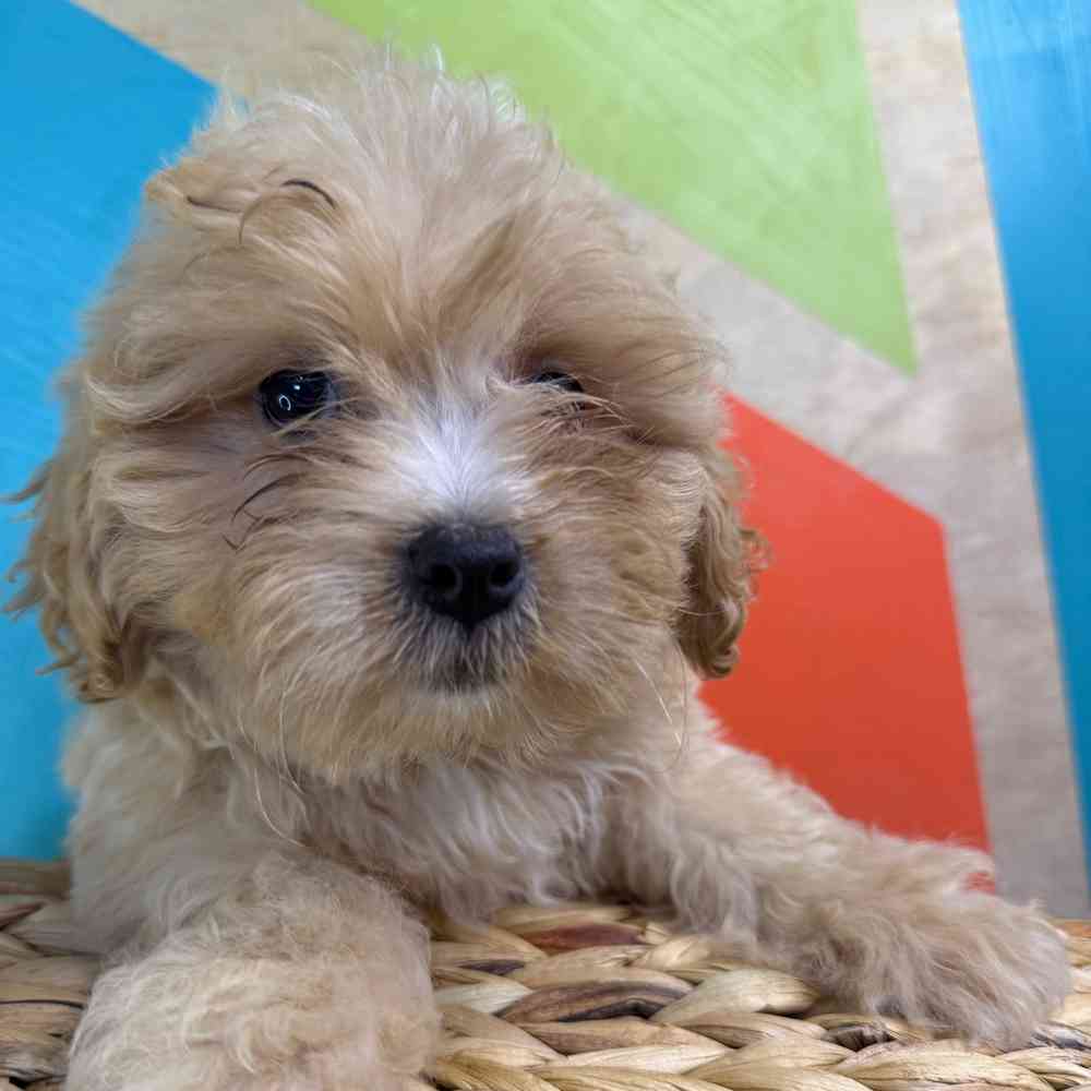 carousel pet images