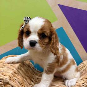 Cavalier King Charles Spaniel