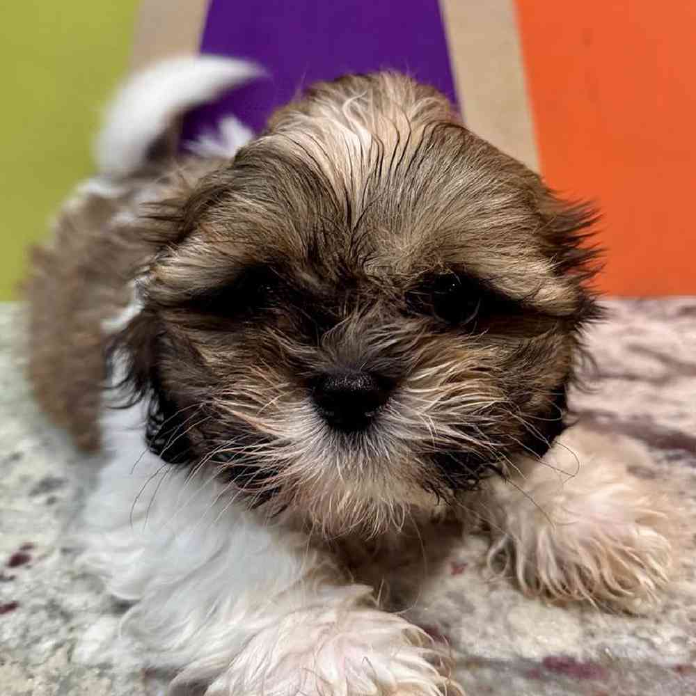 carousel pet images