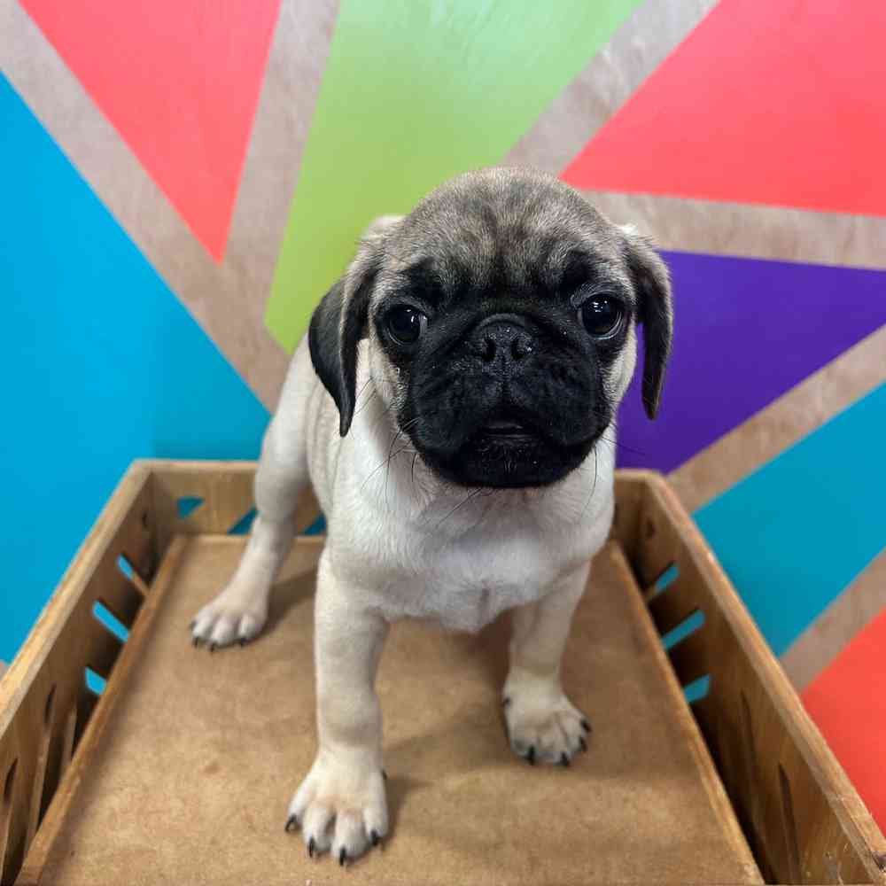 carousel pet images