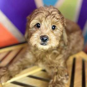 Mini Goldendoodle