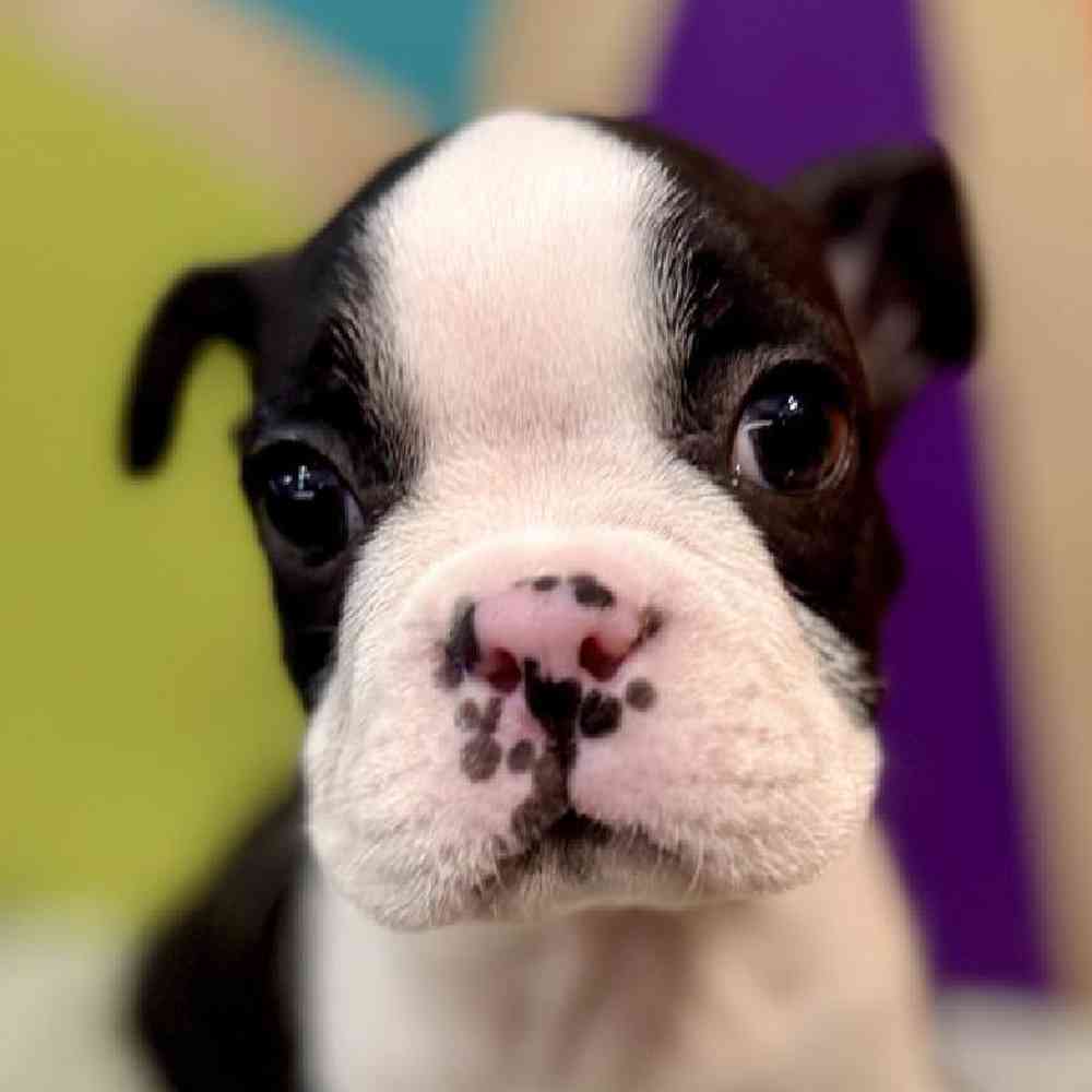 carousel pet images