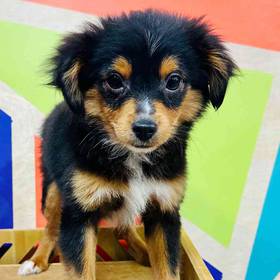 Toy Australian Shepherd