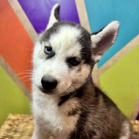 Siberian Husky