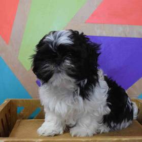Shih Tzu