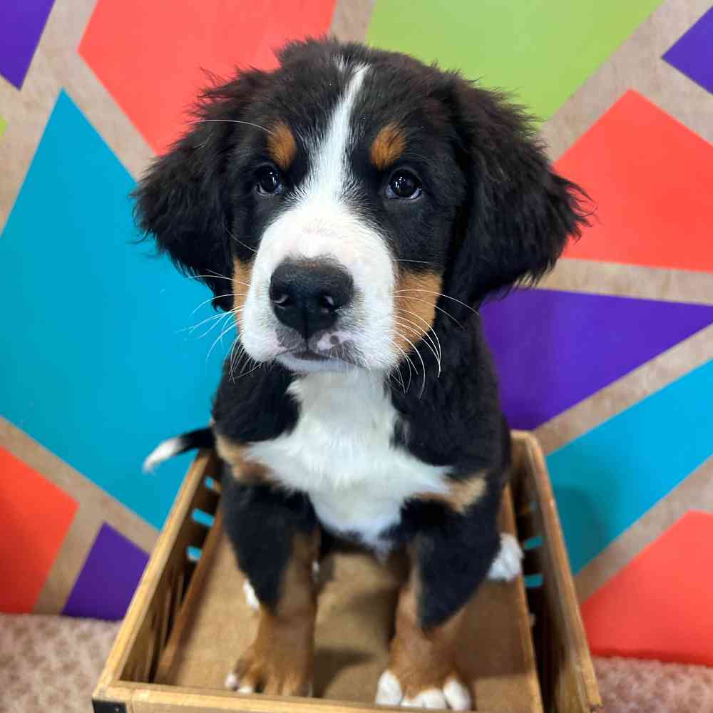Image of a pet breed in the gallery