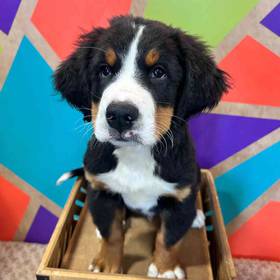 Bernese Mountain Dog