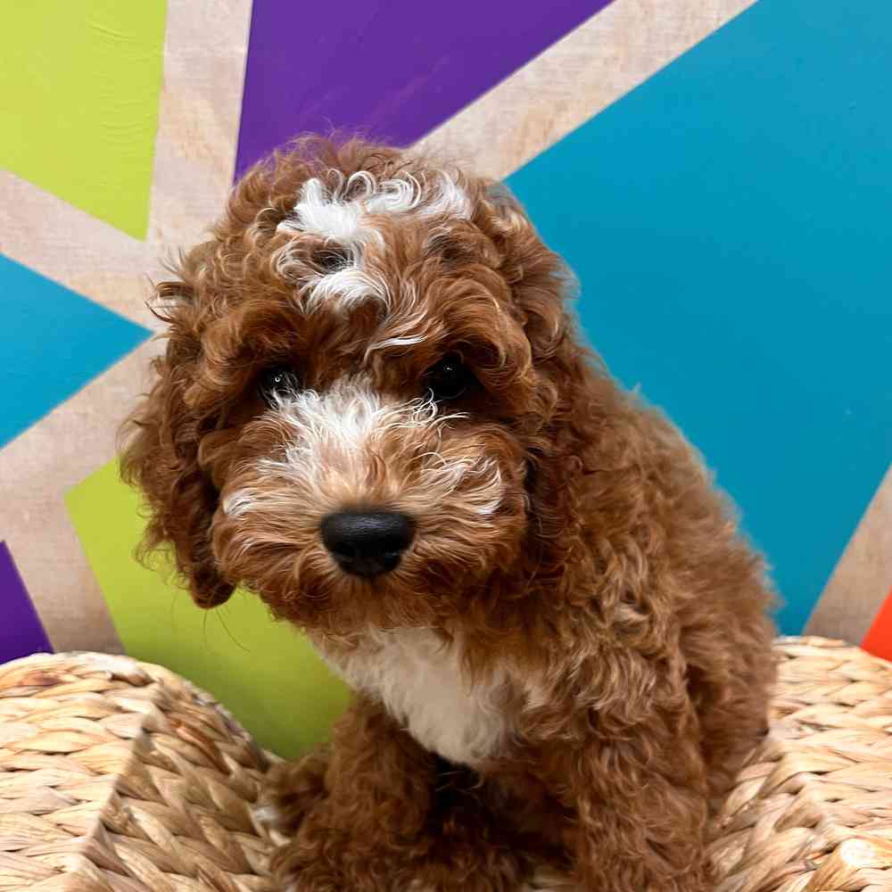 carousel pet images