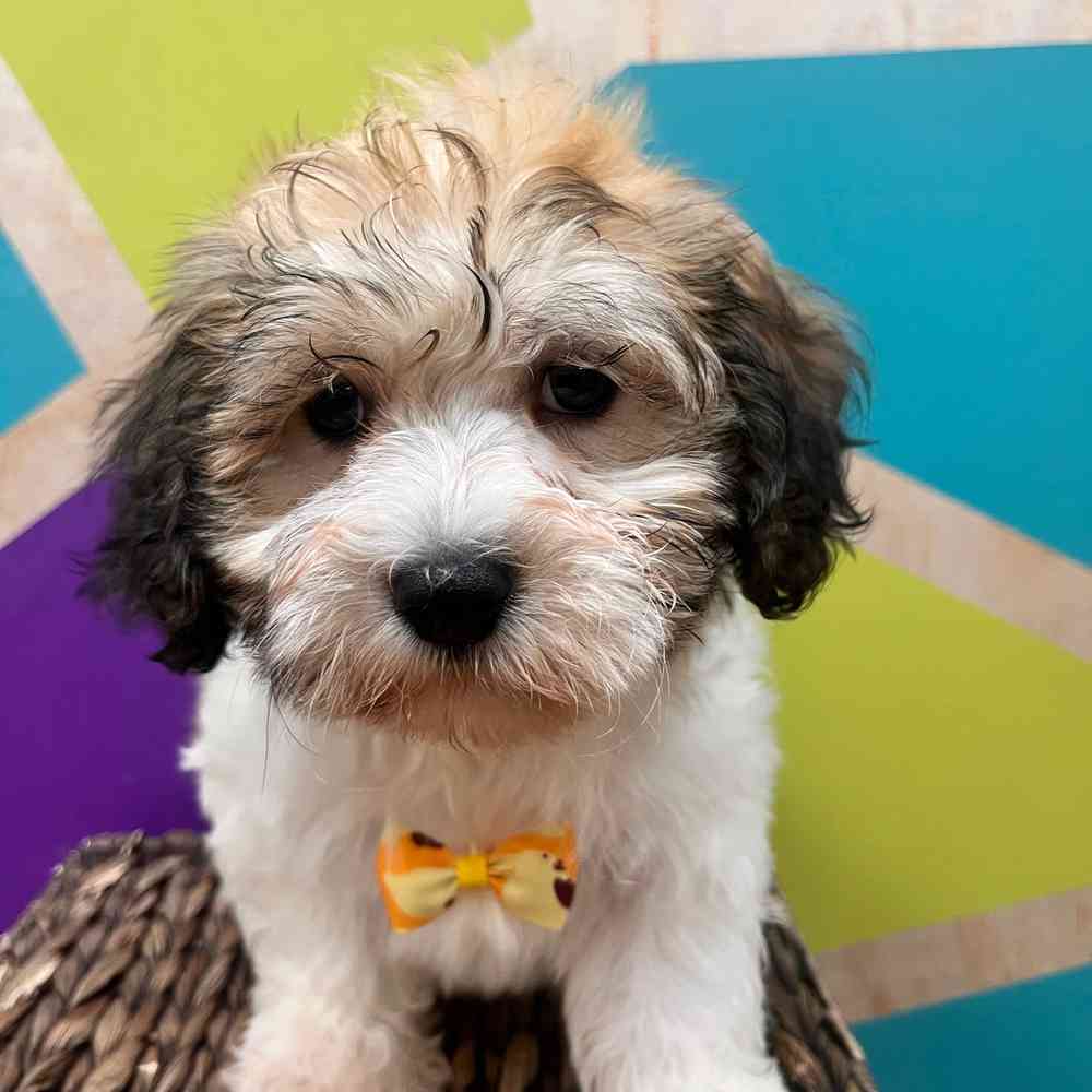 carousel pet images