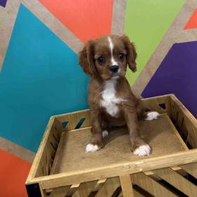 Cavalier King Charles Spaniel