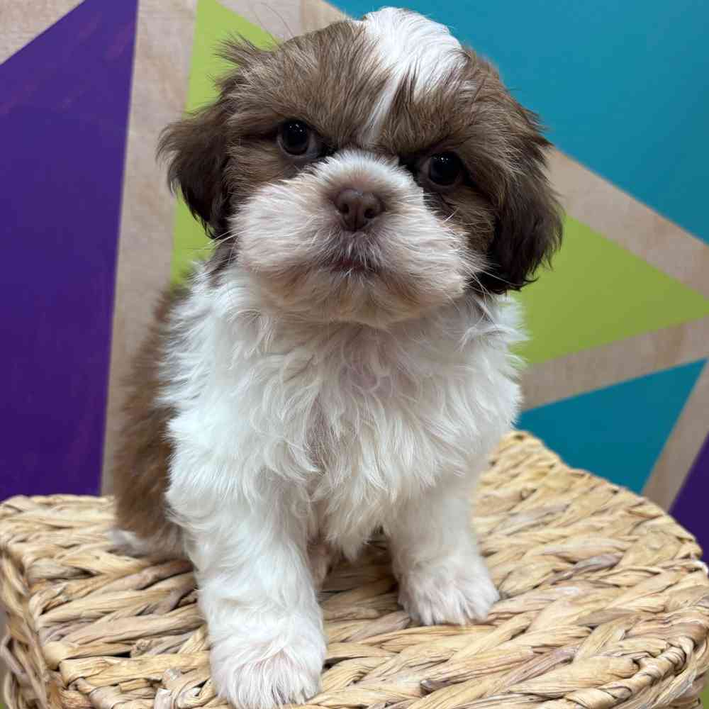 carousel pet images