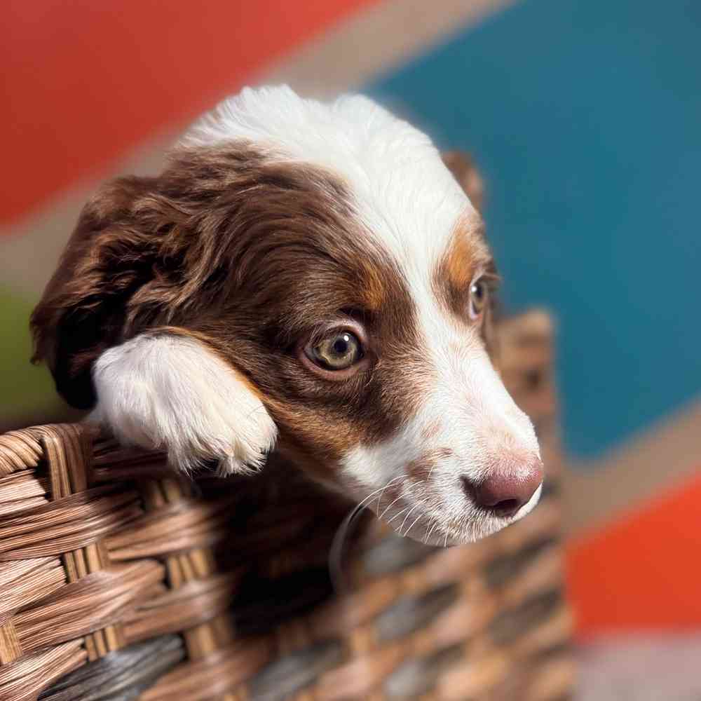 carousel pet images
