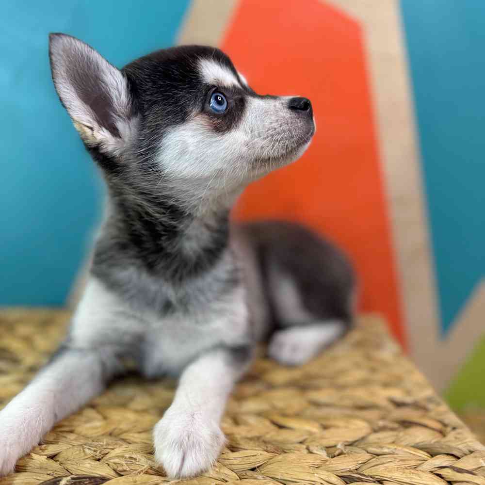 carousel pet images