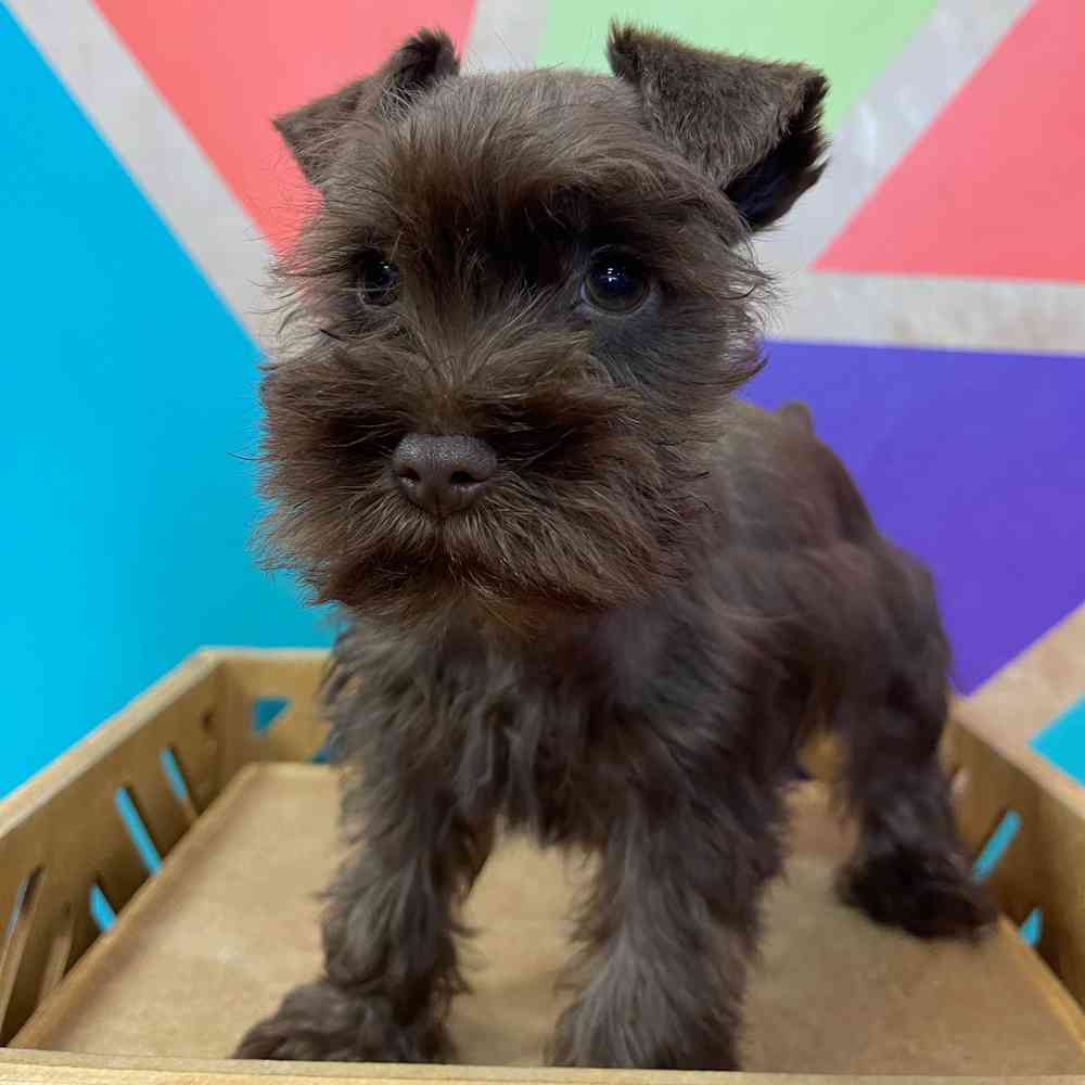 carousel pet images