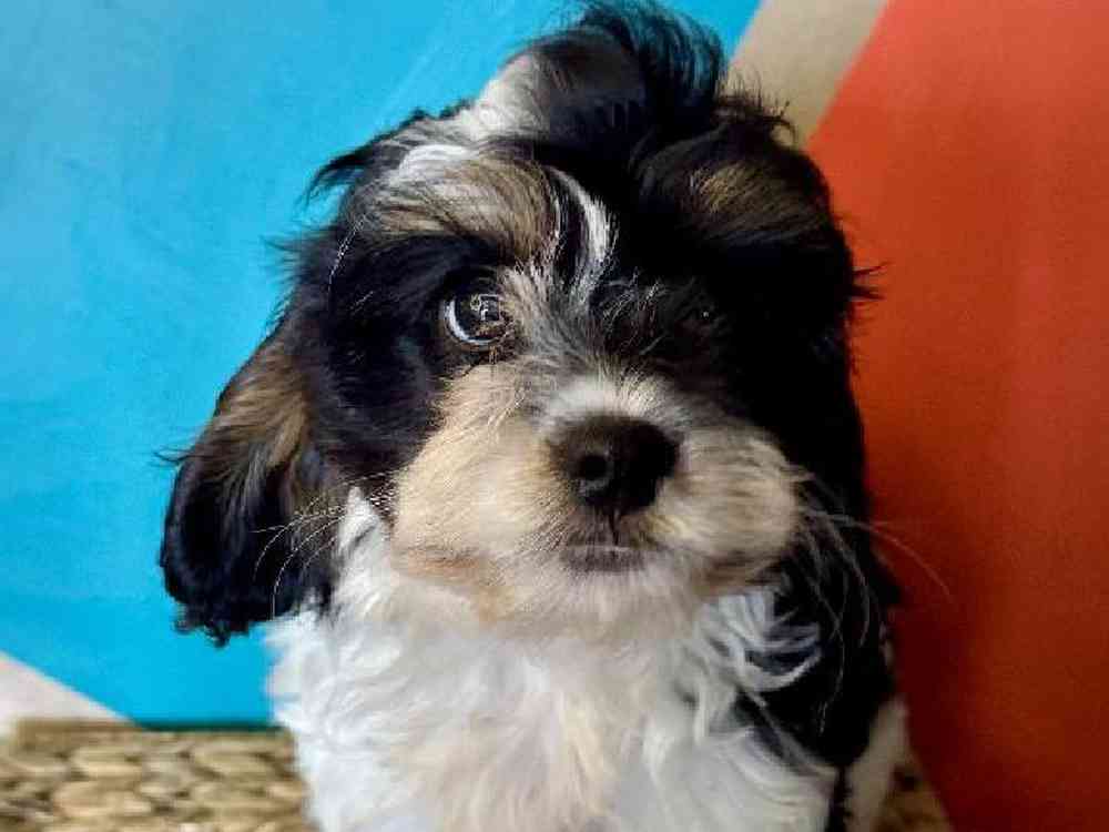 carousel pet images