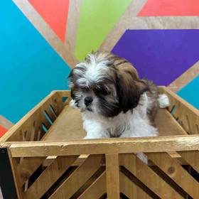 Shih Tzu