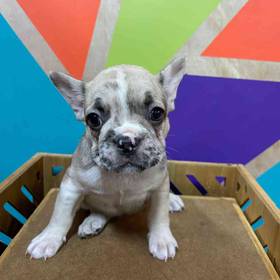 French Bulldog