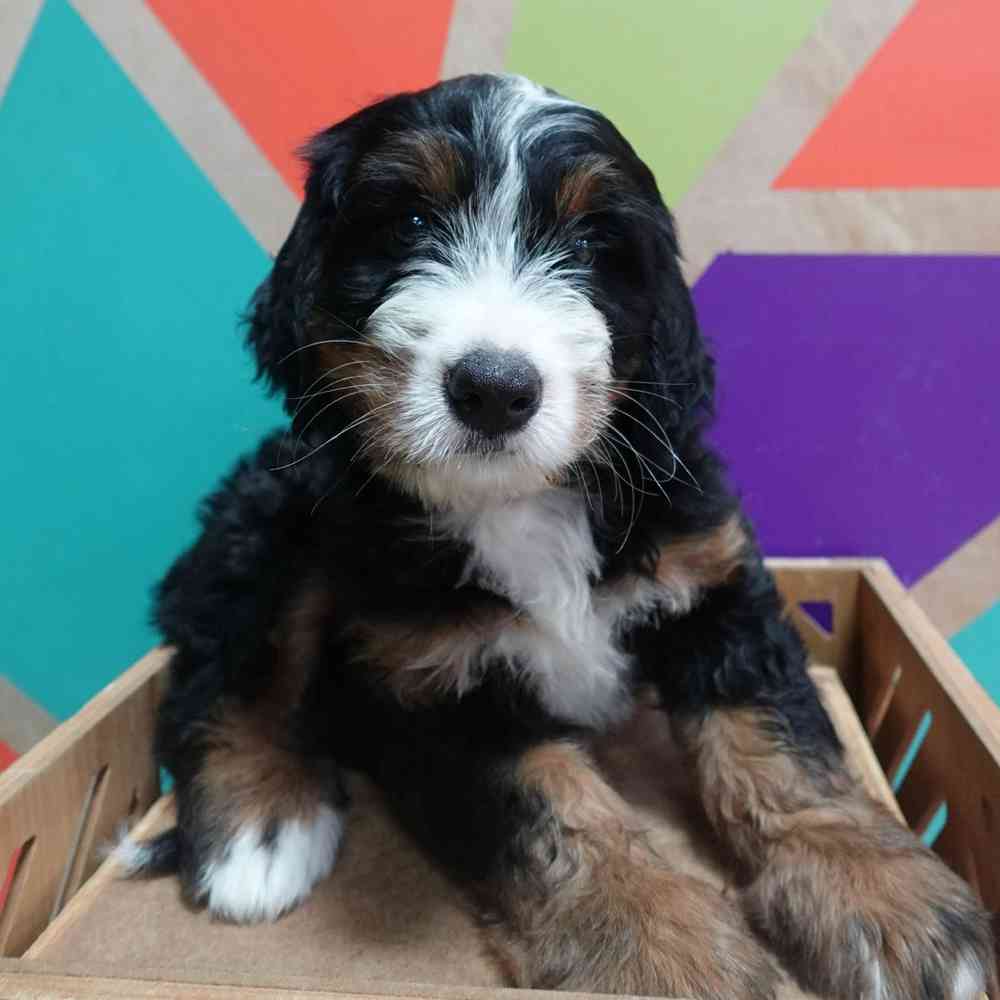 carousel pet images