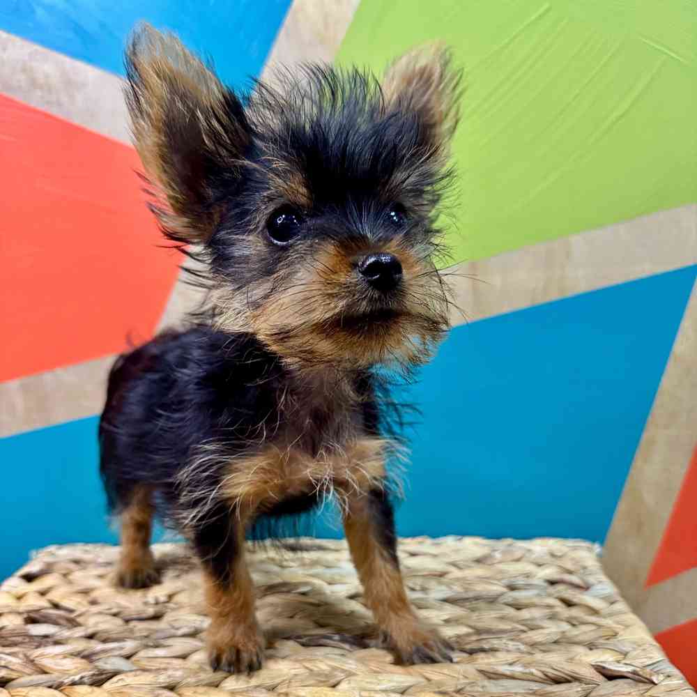 carousel pet images