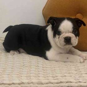 Boston Terrier