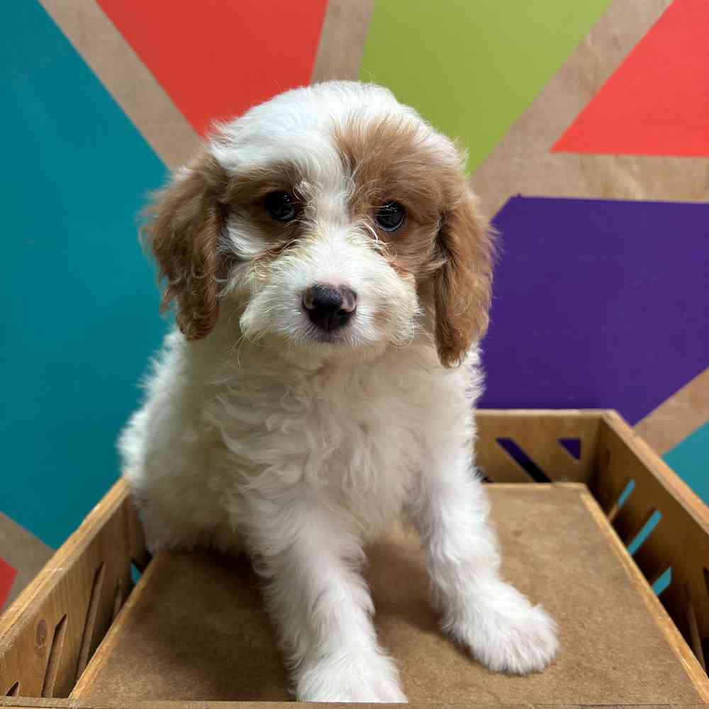 carousel pet images