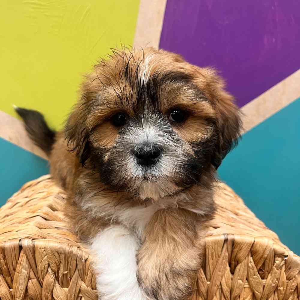 carousel pet images