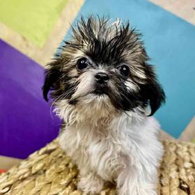 Shih Tzu