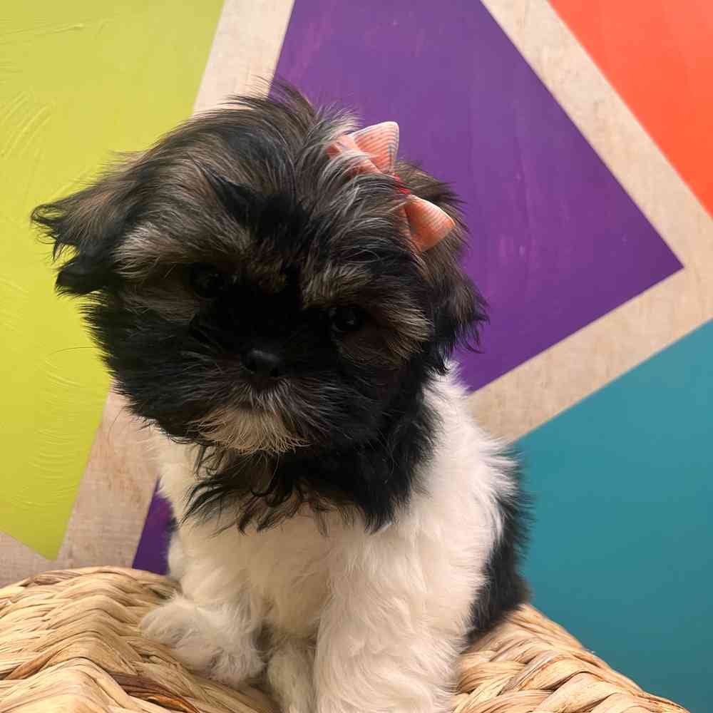 carousel pet images