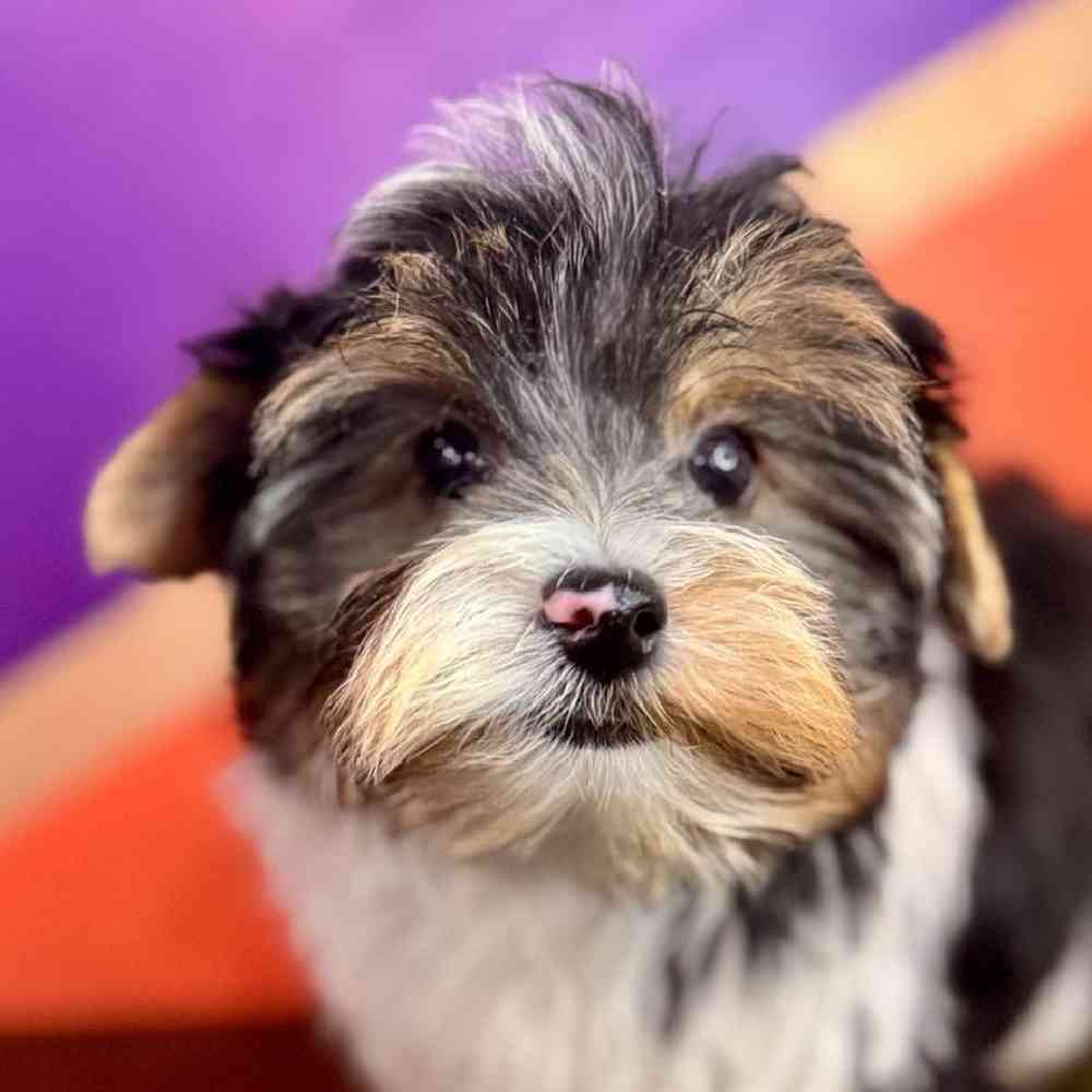 carousel pet images