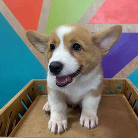 Pembroke Welsh Corgi