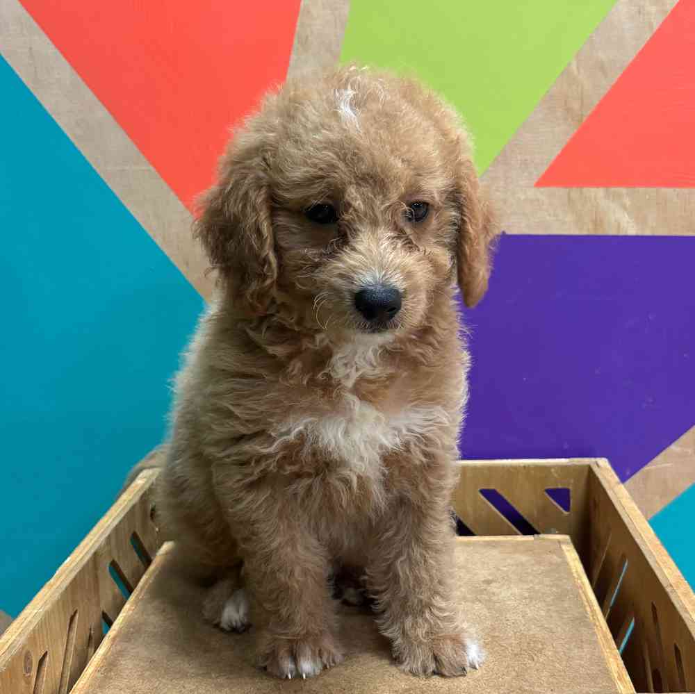 carousel pet images
