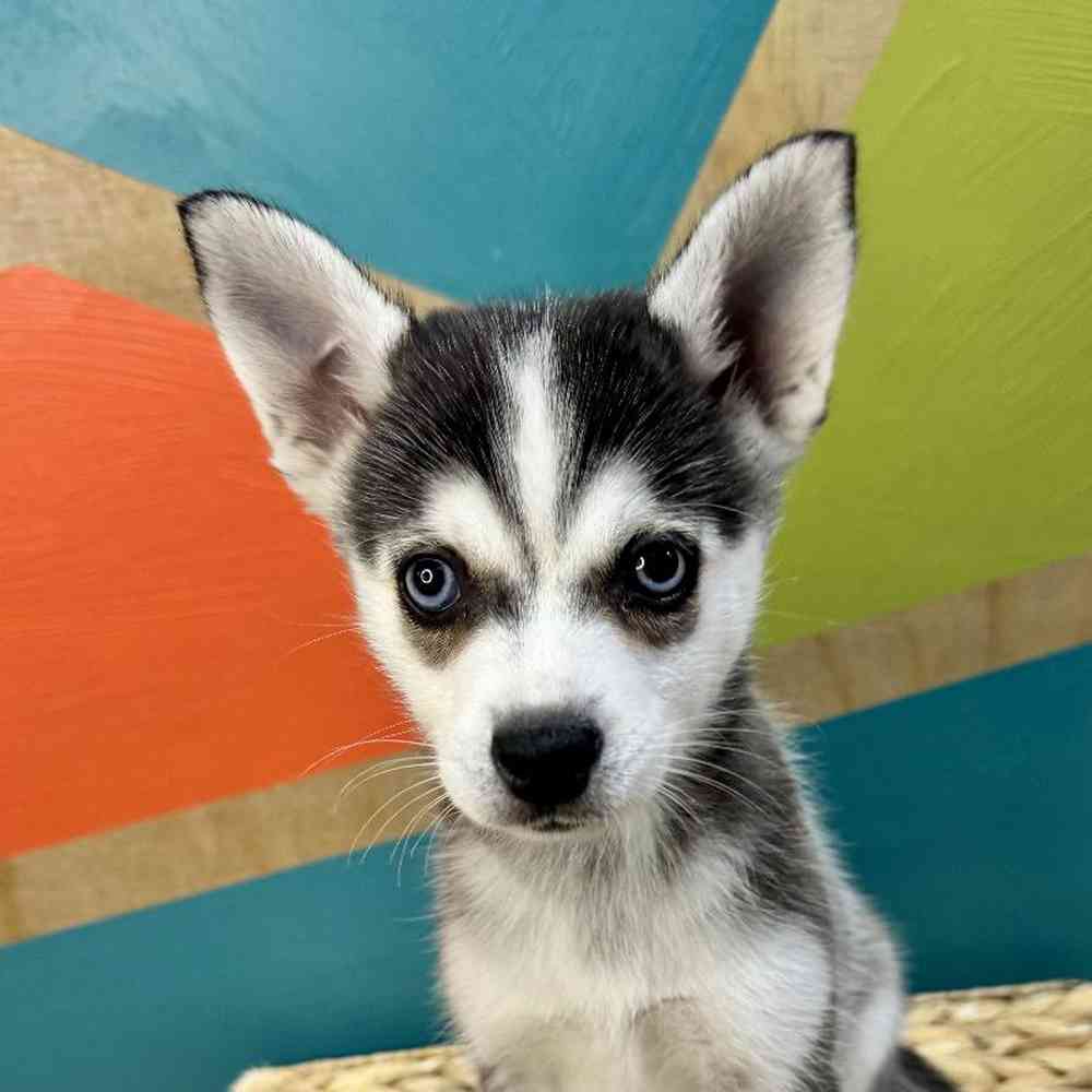 pet breed image