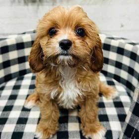 Cavapoo