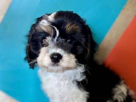 Cavapoo
