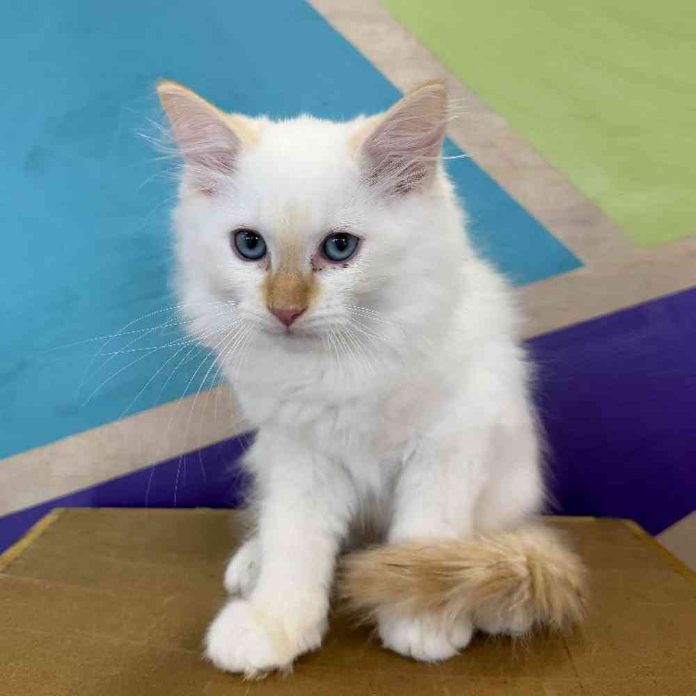 carousel pet images