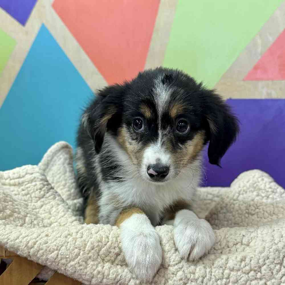 carousel pet images