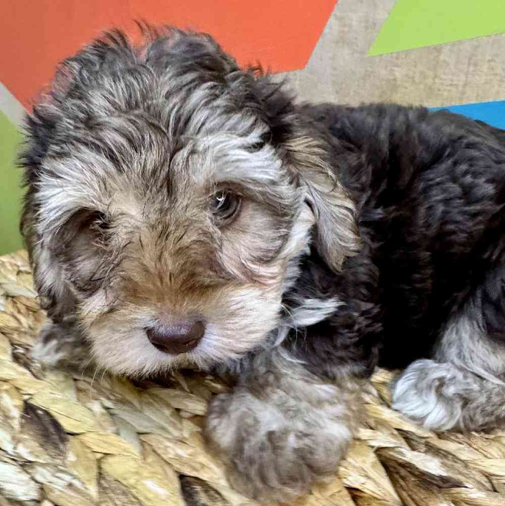 carousel pet images