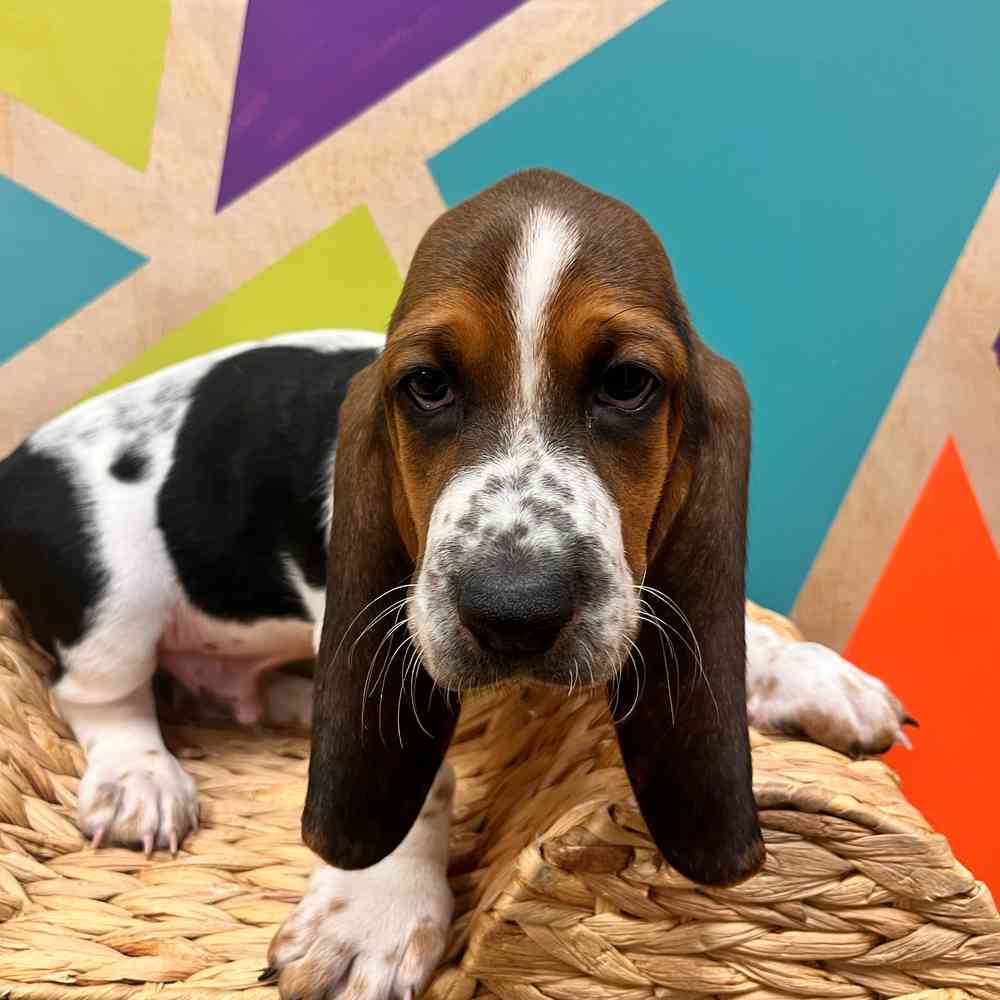 carousel pet images