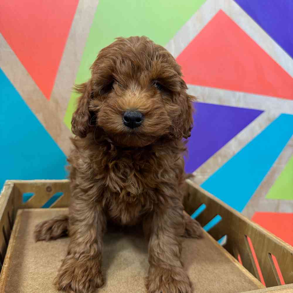 Image of a pet breed in the gallery