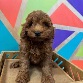 F1B Mini Goldendoodle