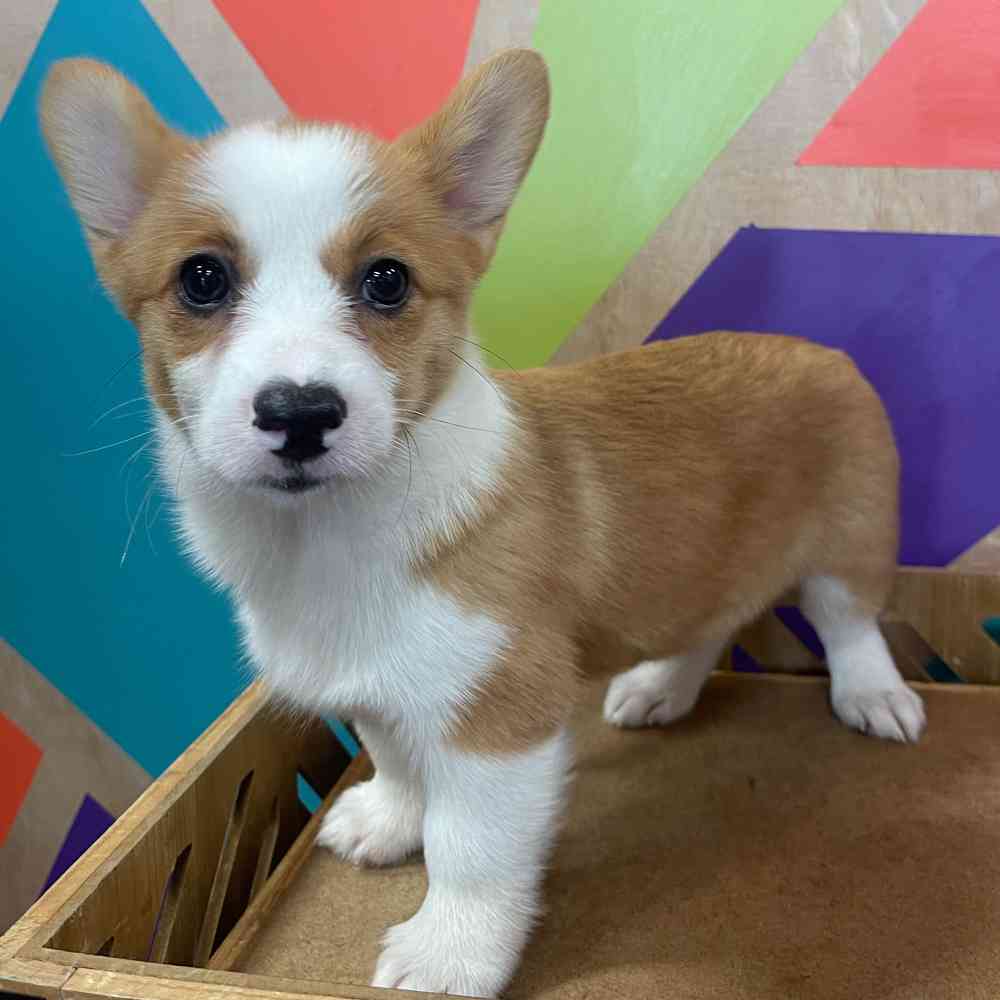 carousel pet images