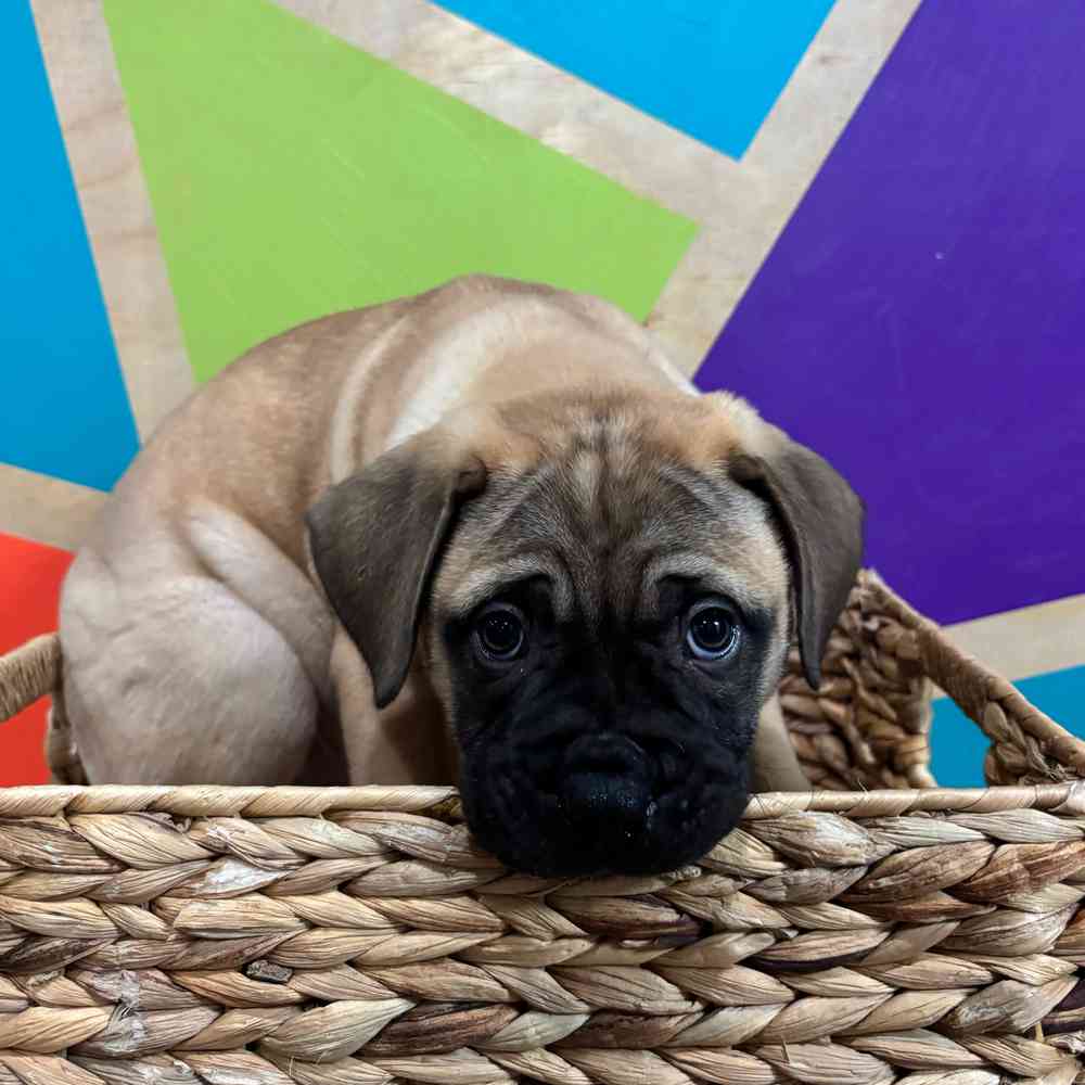 carousel pet images