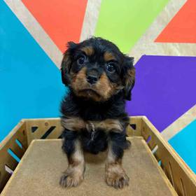 Cavalier King Charles Spaniel