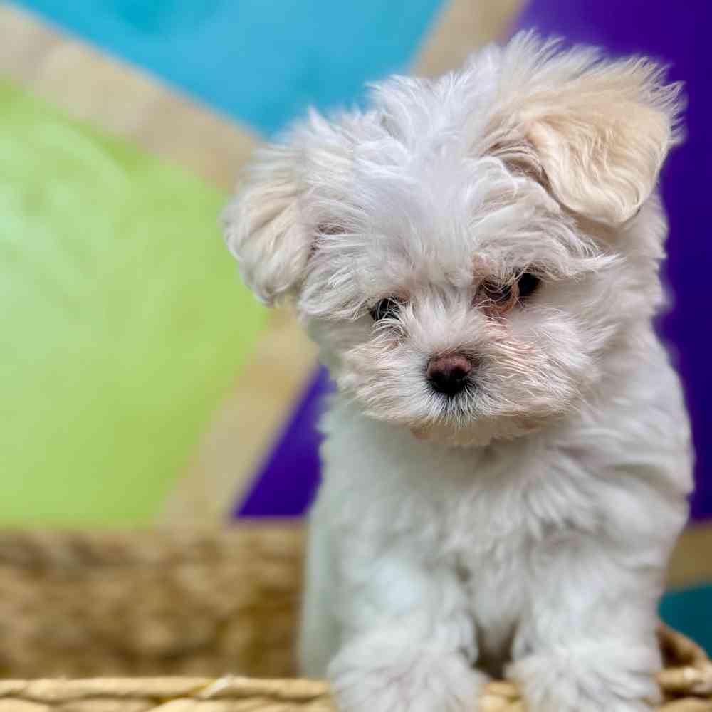 carousel pet images