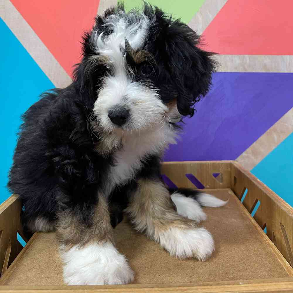 carousel pet images