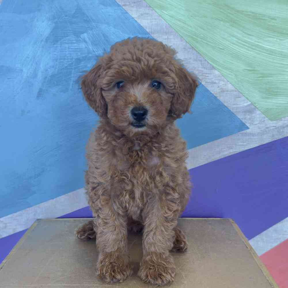 Image of a pet breed in the gallery