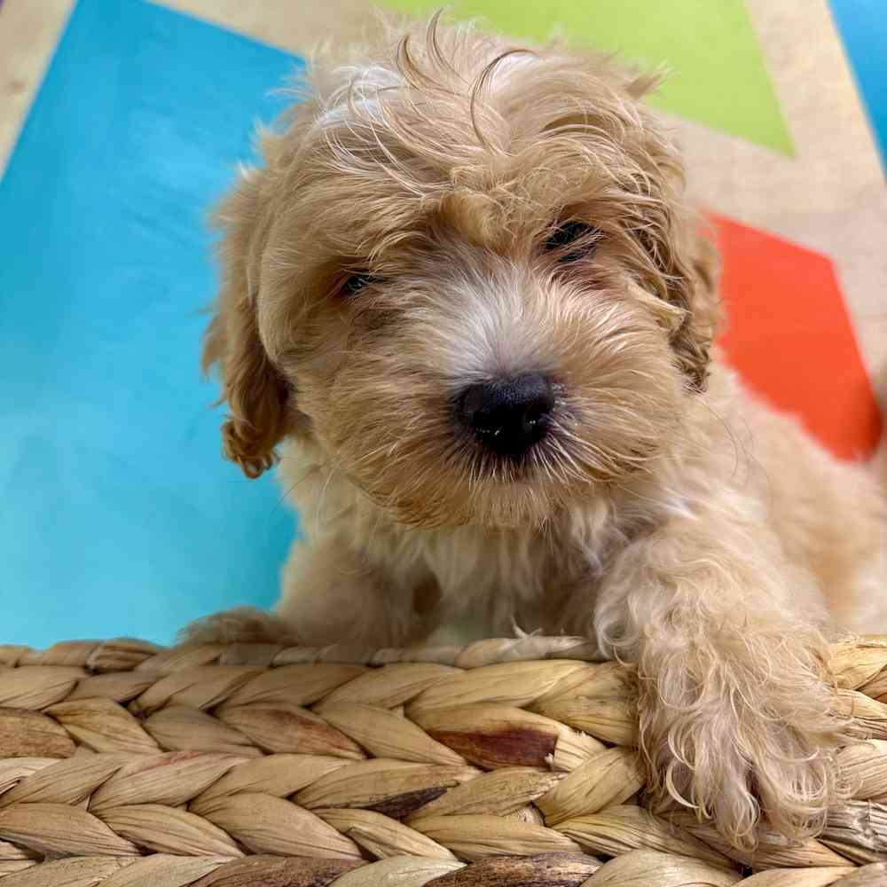 carousel pet images