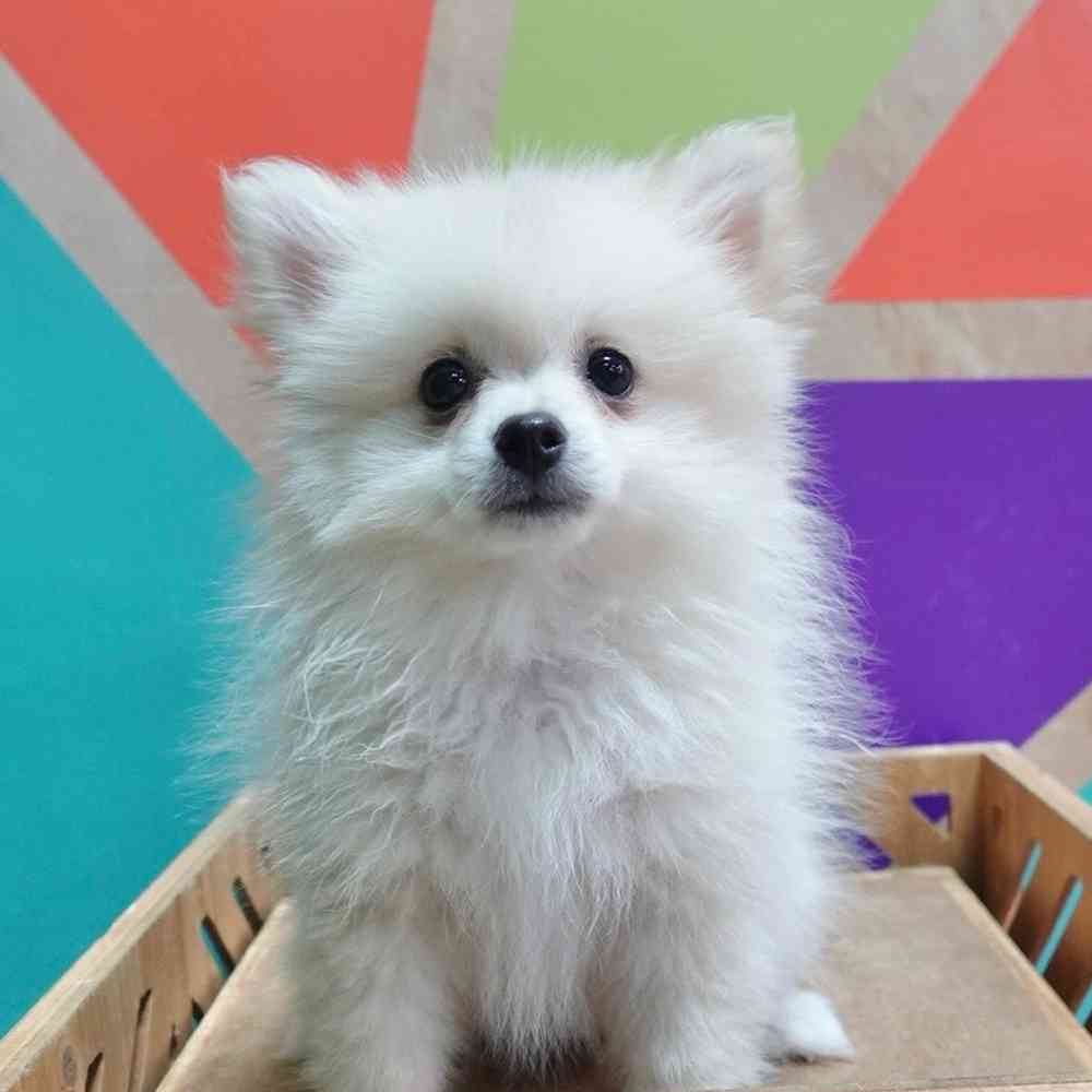 carousel pet images